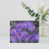 CROCUS BLUME POSTCARD POSTKARTE (Stehend Vorderseite)