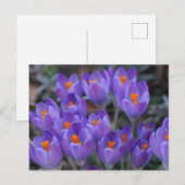 CROCUS BLUME POSTCARD POSTKARTE (Vorne/Hinten)