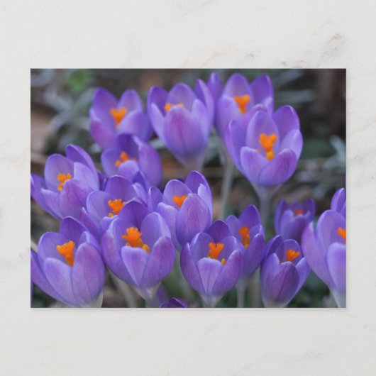 CROCUS BLUME POSTCARD POSTKARTE (Vorderseite)