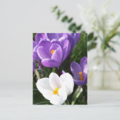Crocus Blume Postkarte (Stehend Vorderseite)