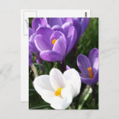 Crocus Blume Postkarte (Vorne/Hinten)