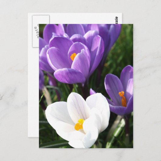 Crocus Blume Postkarte (Vorne/Hinten)