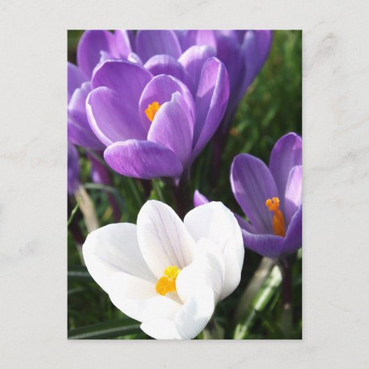 Crocus Blume Postkarte (Vorderseite)