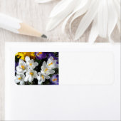 Crocus Blume Spring Mix (Insitu)