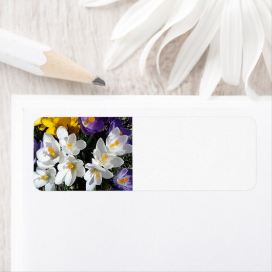 Crocus Blume Spring Mix (Insitu)