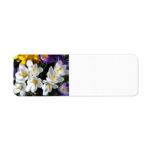 Crocus Blume Spring Mix