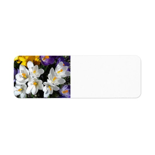 Crocus Blume Spring Mix (Vorne)