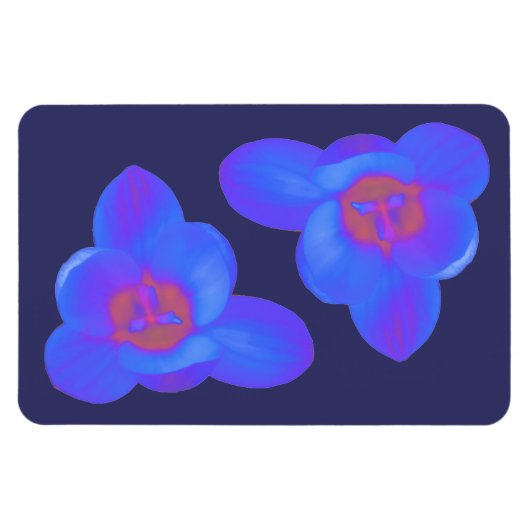 Crocus Blume Warmes und kaltes Premium Magnet (Horizontal)