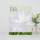 Crocus Briefkopf (Stehend Vorderseite)