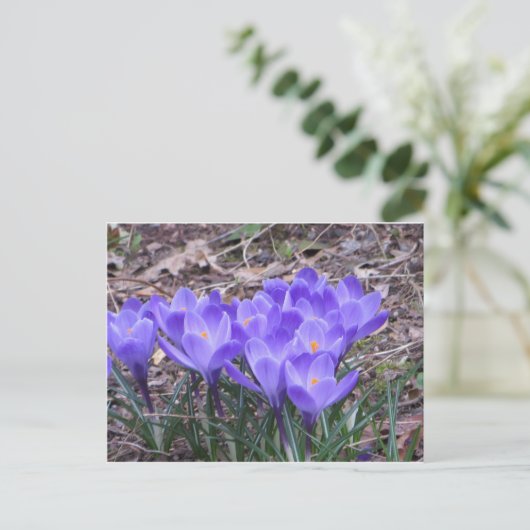 Crocus Bunch Postkarte (Stehend Vorderseite)