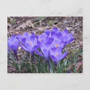 Crocus Bunch Postkarte