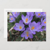 Crocus Bundle Postkarte (Vorne/Hinten)