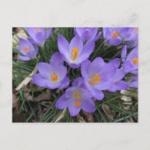 Crocus Bundle Postkarte (Vorderseite)