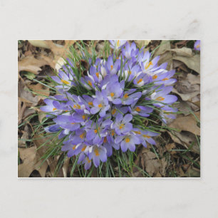 Crocus Bundle Postkarte