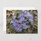 Crocus Bundle Postkarte (Vorne/Hinten)