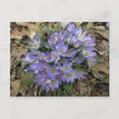 Crocus Bundle Postkarte (Vorderseite)