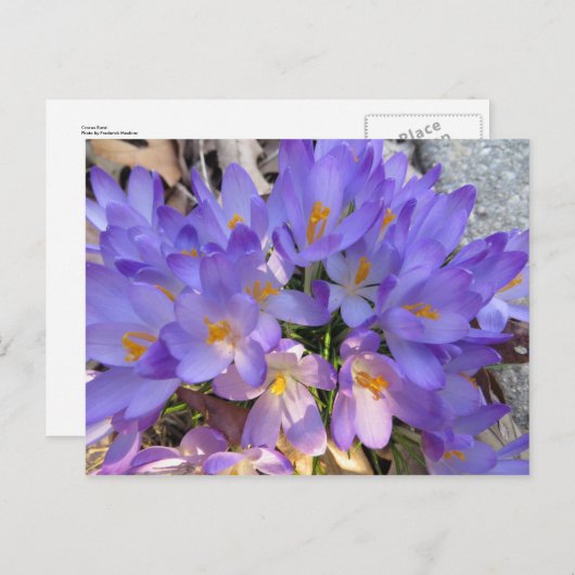 Crocus Burst Postkarte (Vorne/Hinten)