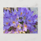 Crocus Burst Postkarte (Vorderseite)