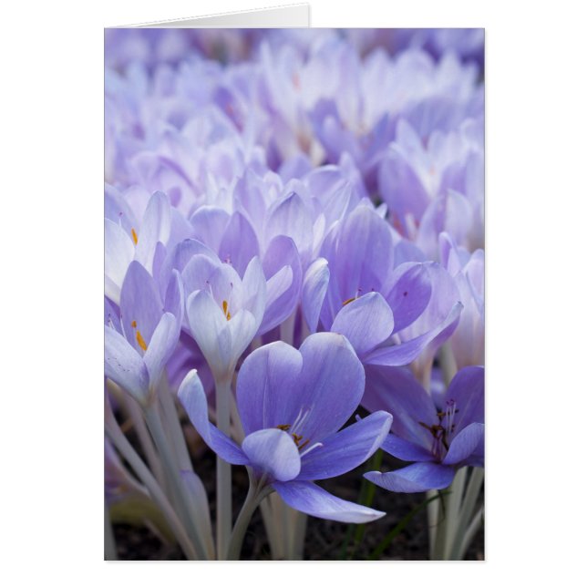 Crocus Card (Vorne)