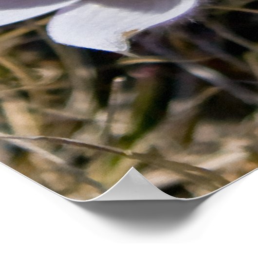 Crocus Cluster Poster (Ecke)