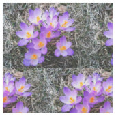 CROCUS ERSTE ANZEICHEN VON SPRINGgewebe Stoff (Nahaufnahme)
