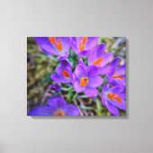 Crocus Fine Art Leinwanddruck (Vorderseite)