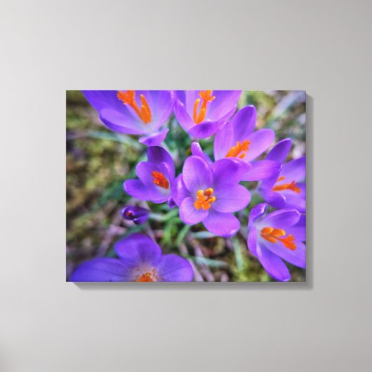 Crocus Fine Art Leinwanddruck (Vorderseite)