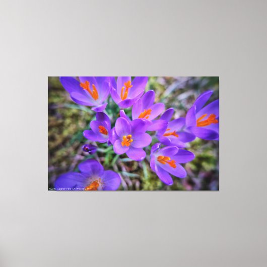 Crocus Fine Art Leinwanddruck (Vorderseite)