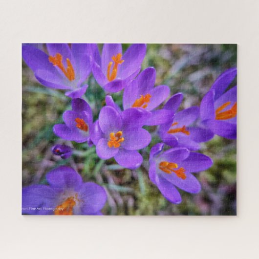 Crocus Fine Art Puzzle (Horizontal)