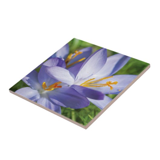 Crocus Fliese (Seite)