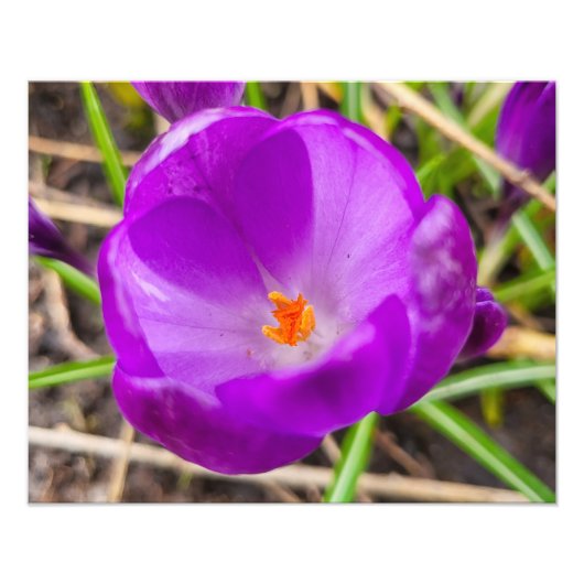 Crocus Fotodruck (Vorne)