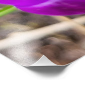 Crocus Fotodruck (Ecke)