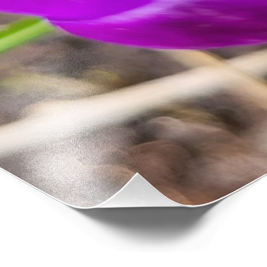 Crocus Fotodruck (Ecke)