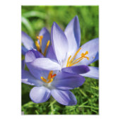 Crocus Fotodruck (Vorne)