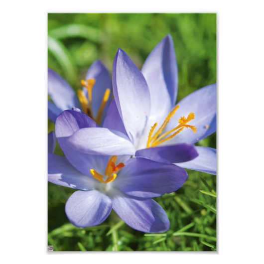 Crocus Fotodruck (Vorne)