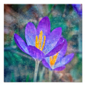 Crocus Fotodruck (Vorne)