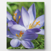 Crocus Fotoplatte (Vorderseite)