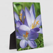 Crocus Fotoplatte (Seite)