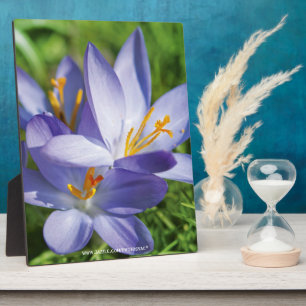Crocus Fotoplatte