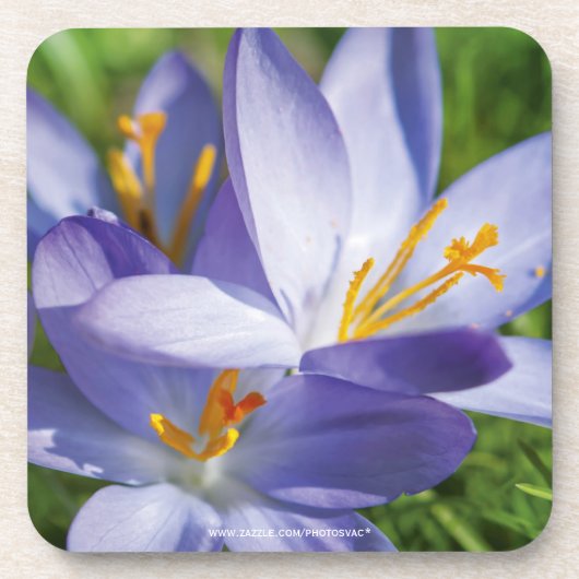Crocus Getränkeuntersetzer (Vorderseite)