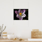 Crocus im Schatten Print Poster (Küche)
