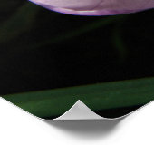 Crocus im Schatten Print Poster (Ecke)