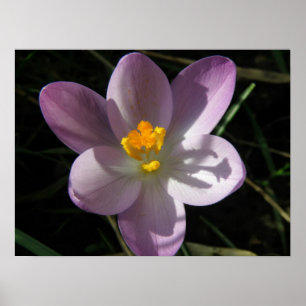 Crocus im Schatten Print Poster