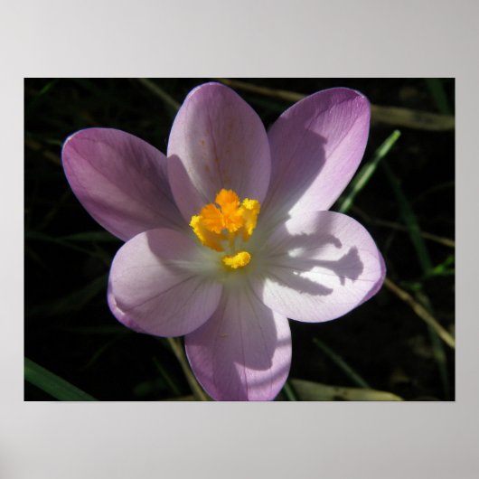 Crocus im Schatten Print Poster (Vorne)