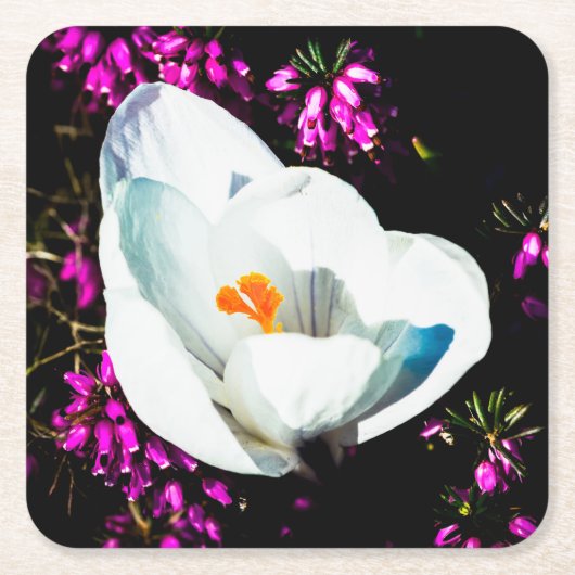 Crocus in Blume Bed Rechteckiger Pappuntersetzer (Vorderseite)