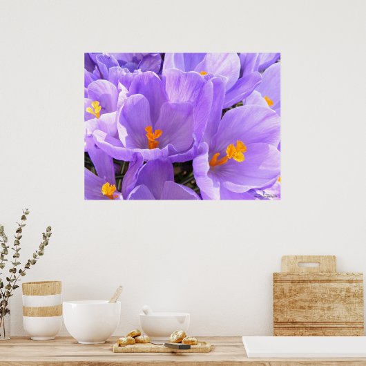 Crocus Large Print Poster (Küche)