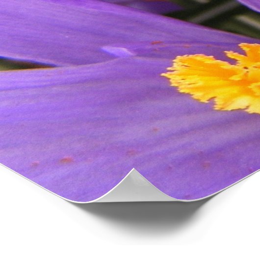 Crocus Large Print Poster (Ecke)