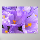 Crocus Large Print Poster (Vorne)