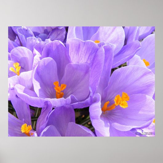 Crocus Large Print Poster (Vorne)