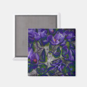 Crocus Magnet (Vorderseite/Rückseite)